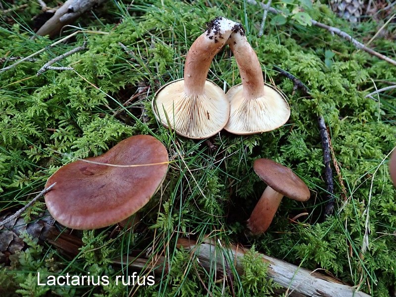 Lactarius rufus-amf1127-1.jpg - Lactarius rufus ; Syn: Hypophyllum rufum ; Nom français: Lactaire roux